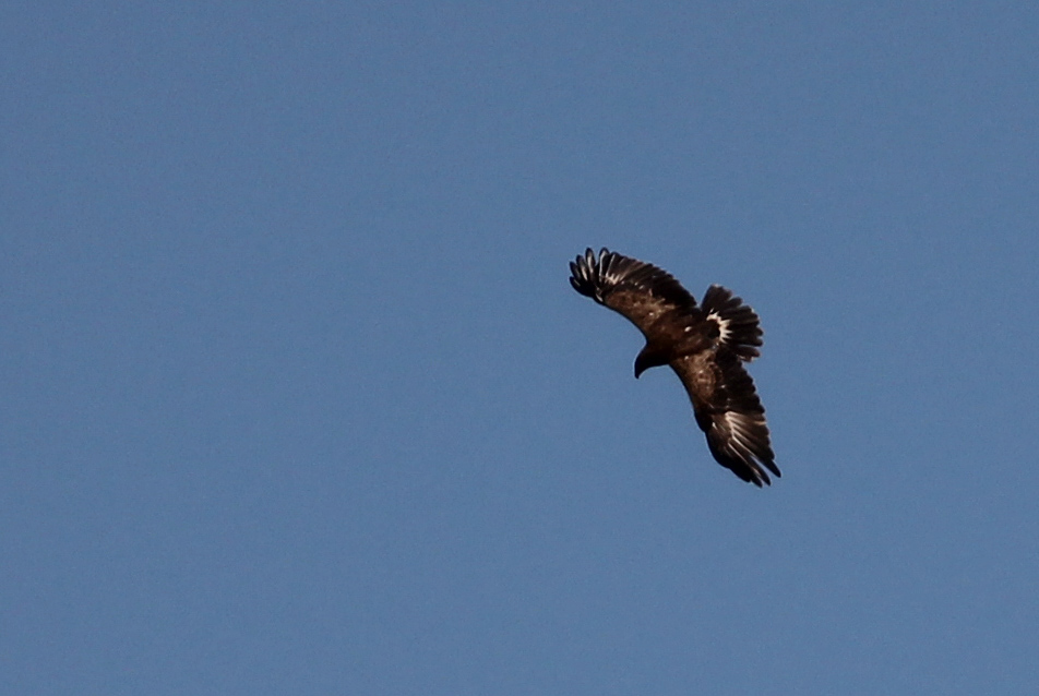 Golden Eagle
